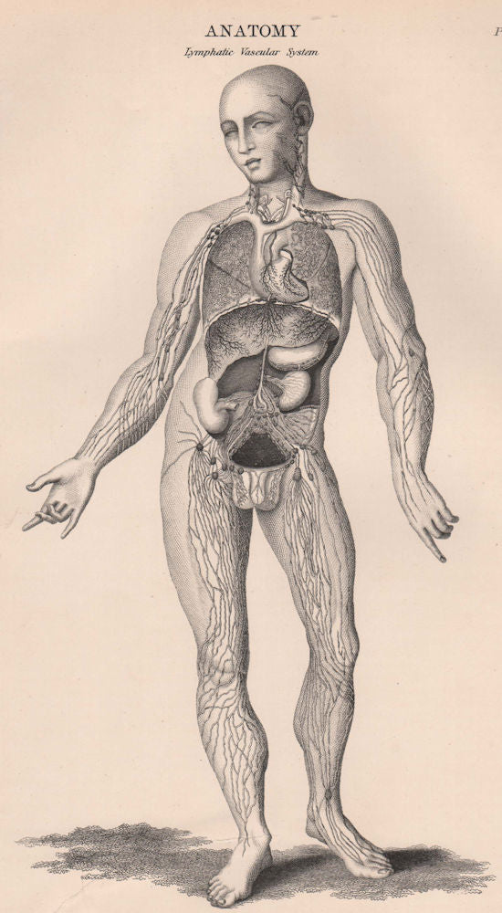 HUMAN ANATOMY. Lymphatic Vascular system 1898 old antique print picture